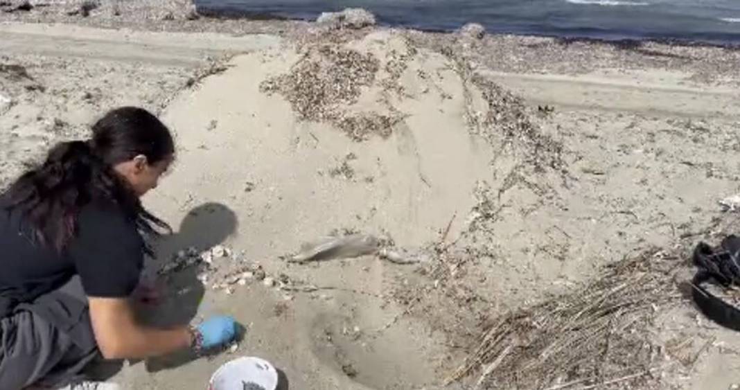 İhbar üzerine deniz kıyısına gittiler: Karşılaştıkları manzara şoke etti! Uzmanlar, o ilçede 9 gün boyunca araştırma yaptı 10